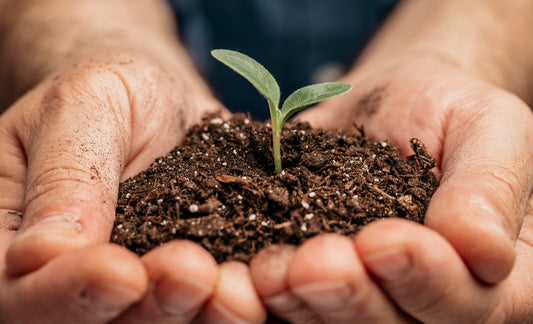 Unleashing the Power of Soil Health: A Guide to Boosting Crop Production with Jacko Liquid Gold and Jacko Black Gold