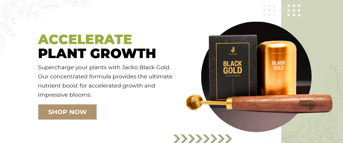 Jacko Black Gold Ultra-concentrated Liquid Gold 