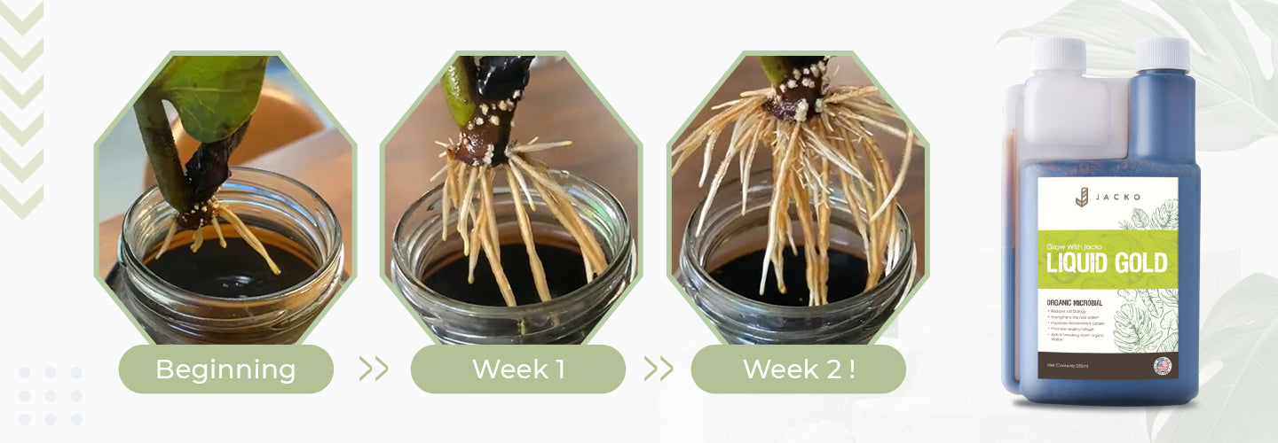 Two weeks after using Liquid Gold, Plant's Root System Improved incredibly