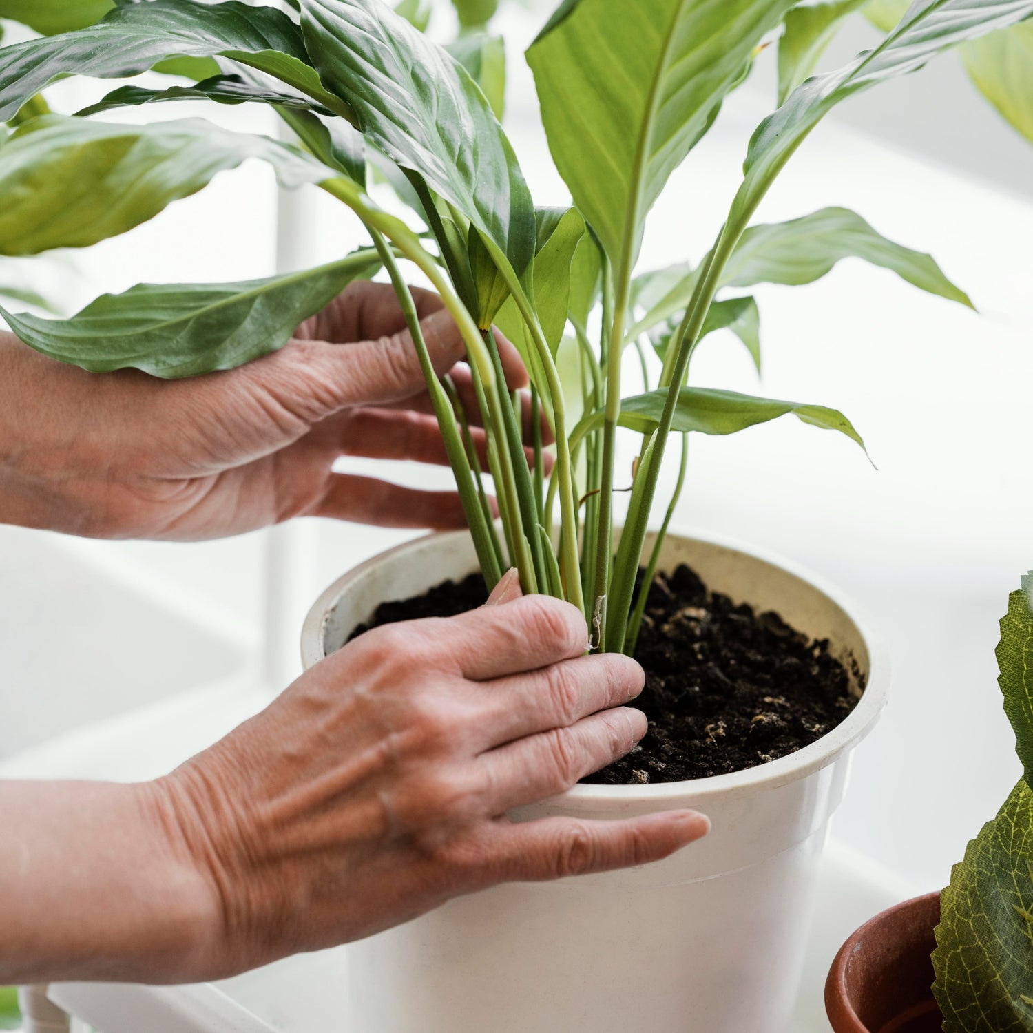 Jacko Taking Care of Plants